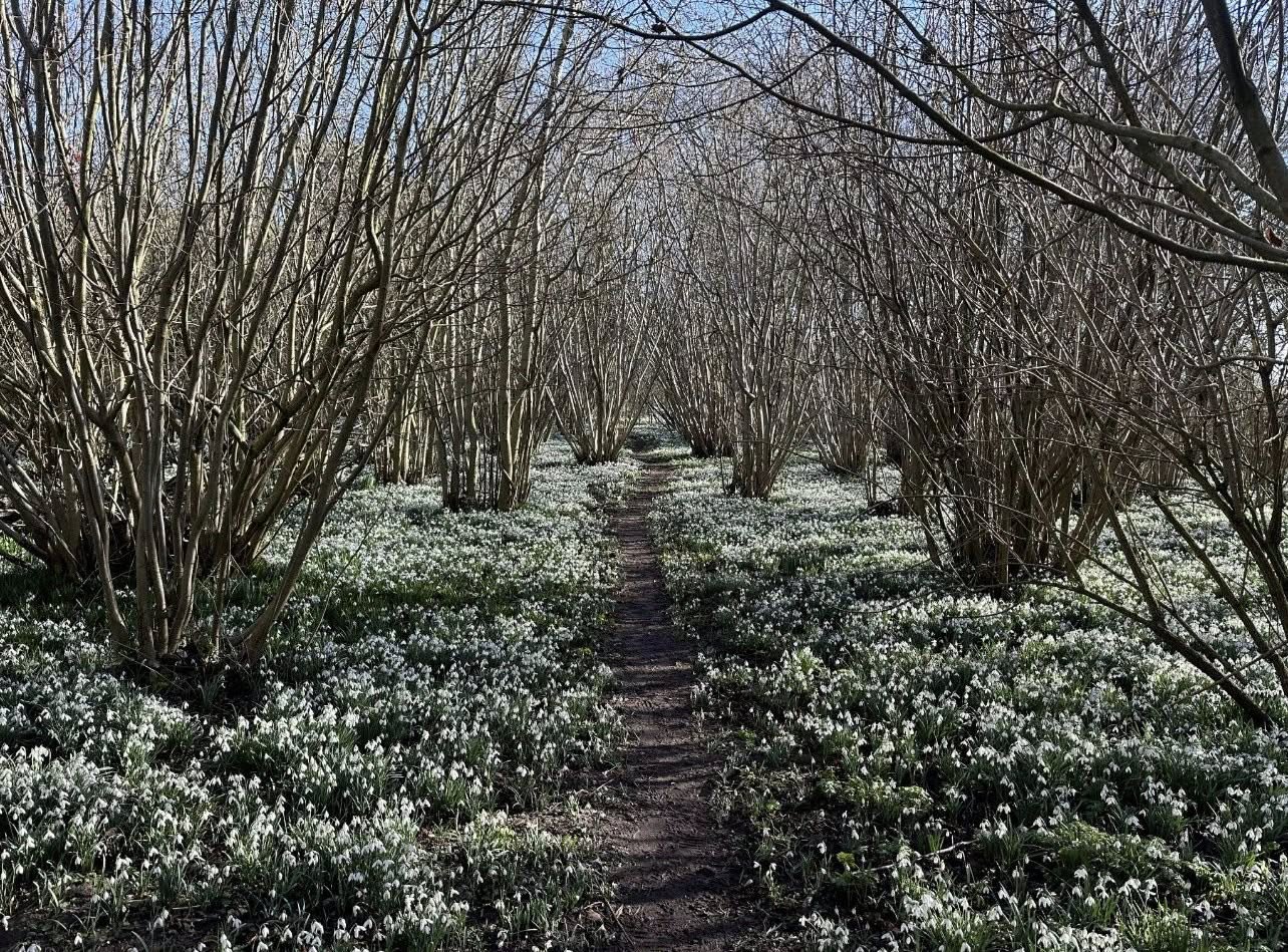 Snow Drop Walk